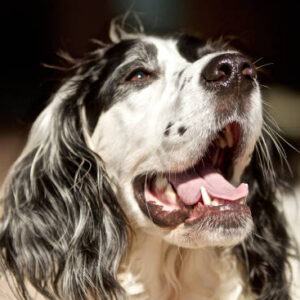 Preventing Dog Odor: Tips for a Fresh-Smelling Pup