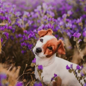 Why do we love Lavender?