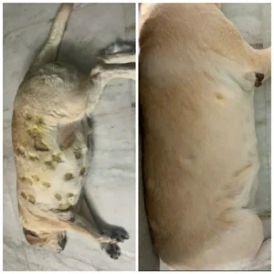 Combating Fungal Infections in Dogs: Natural Remedies That Work