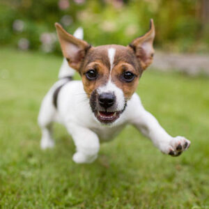 Puppy Care 101: Massage Oil, Shampoo, and Calming Spray for Happy, Settled Pups