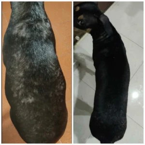 How to Treat Dog Dandruff Naturally