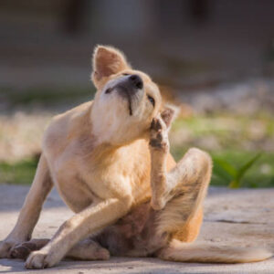 Say Goodbye to Ticks and Fleas: The Ultimate Grooming Routine for Your Dog