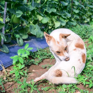 Natural Flea and Tick Remedy